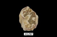 藏品(牡蠣)的圖片